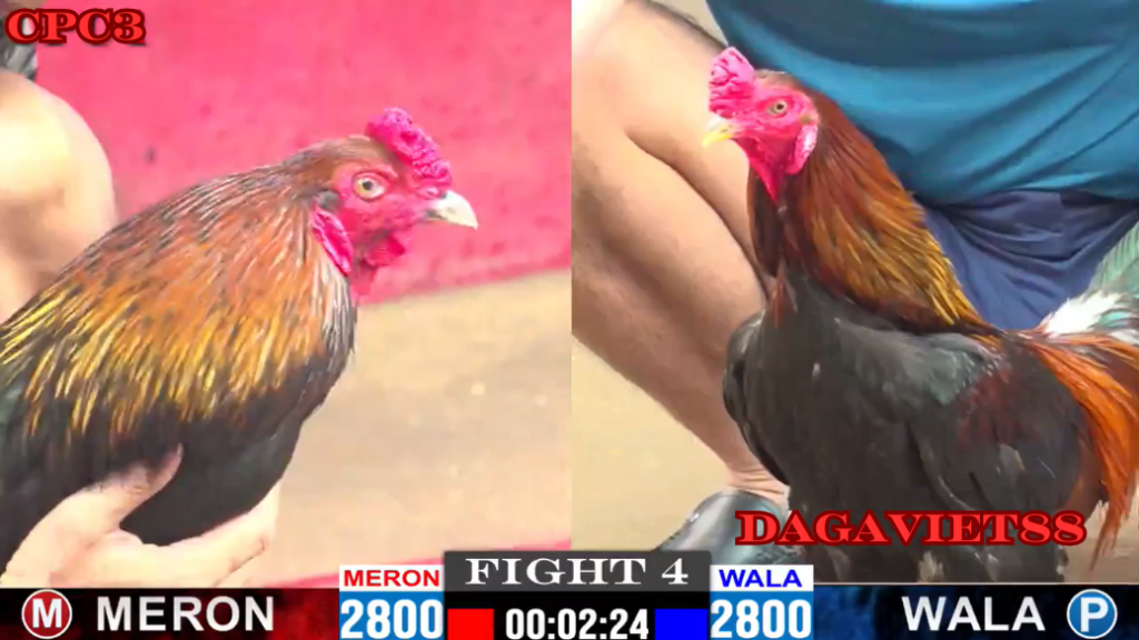 Đá gà trực tiếp C3 DAGAVIET88