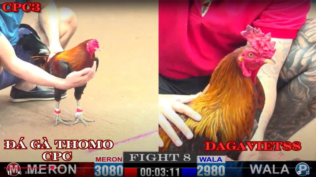 Đá gà Thomo là một thương hiệu nổi tiếng trong giới đá gà : DAGAVIET88
