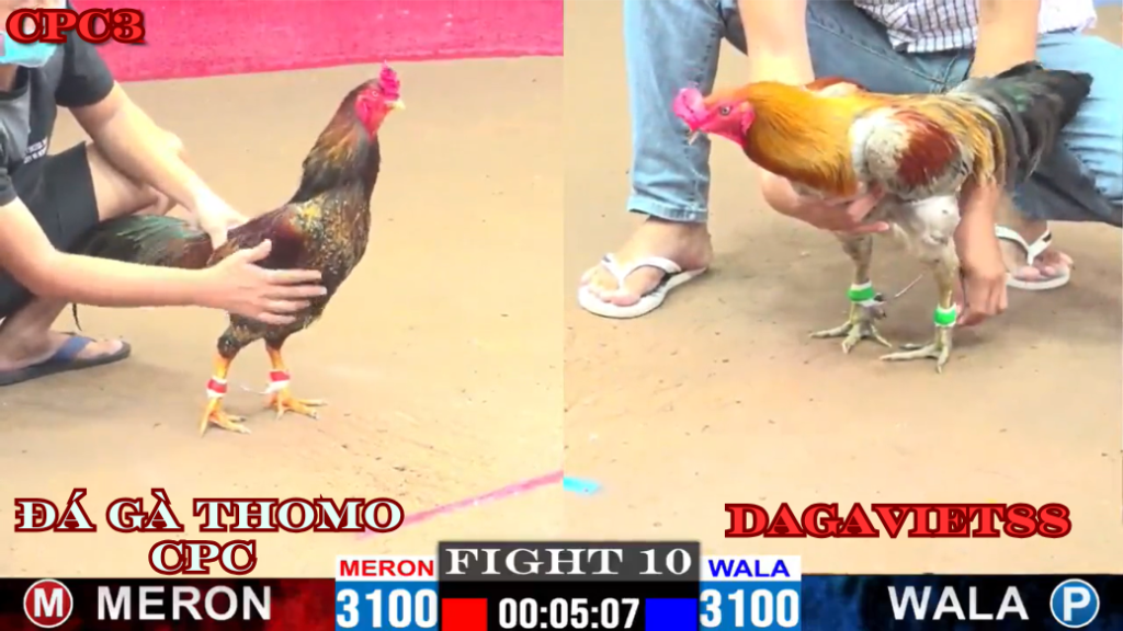 thương hiệu nổi tiếng trong giới đá gà : DAGAVIET88