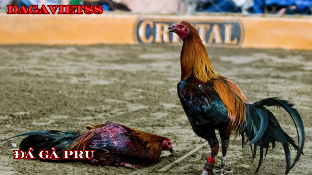 đá gà pru đá gà cựa dao || dagaviet88