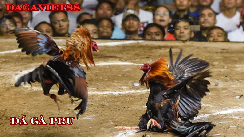 đá gà pru đá gà cựa dao || dagaviet88