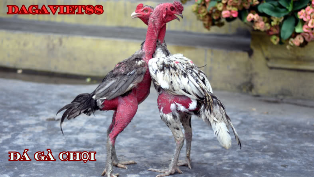 đá gà chọi , gà đòn | dagaviet88